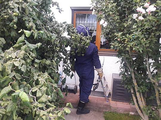 Entfernung Wespennester